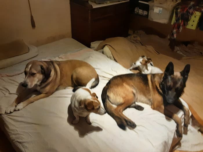 4 honden in bed